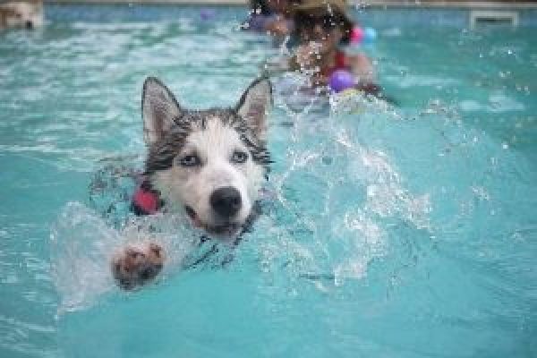 dog-168815_640-300x200